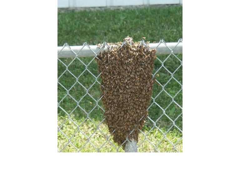 swarm in a chain link fence
