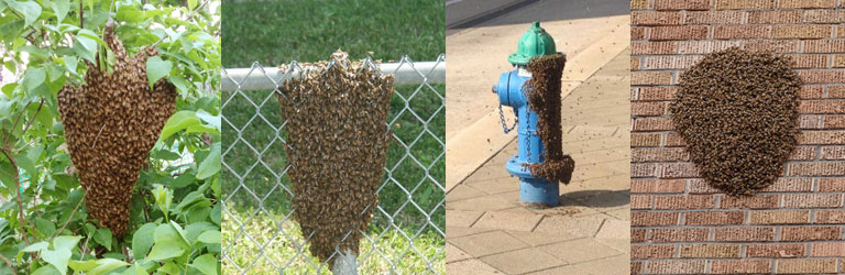 swarms of honeybees in different locations